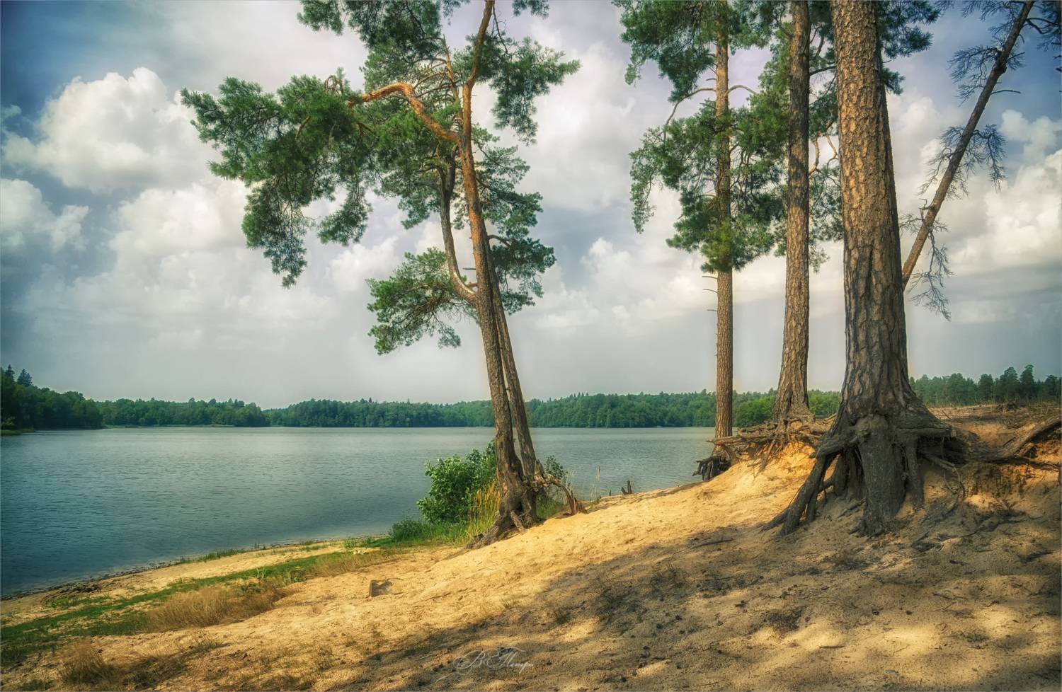 сосны корни песок озеро, Вера Петри