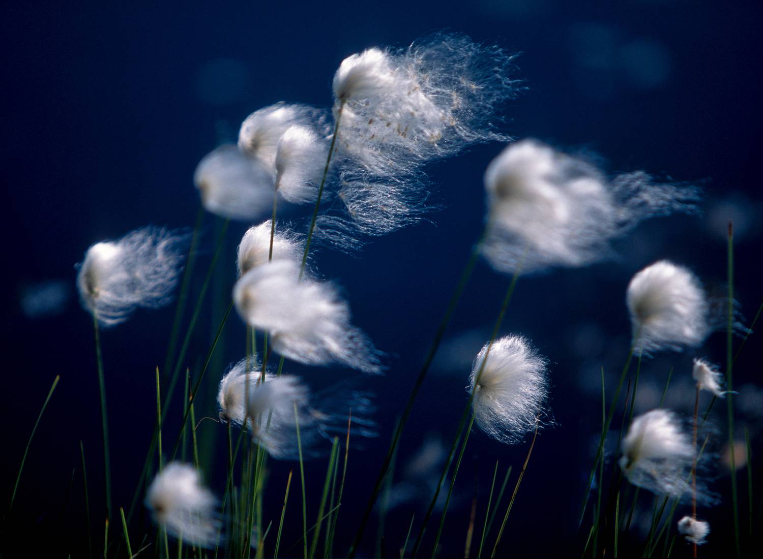 , Литвинов Геннадий