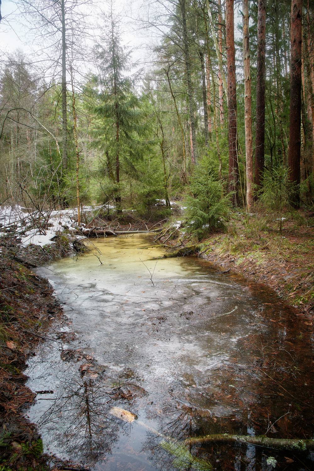 зима, лес, Валерий Вождаев