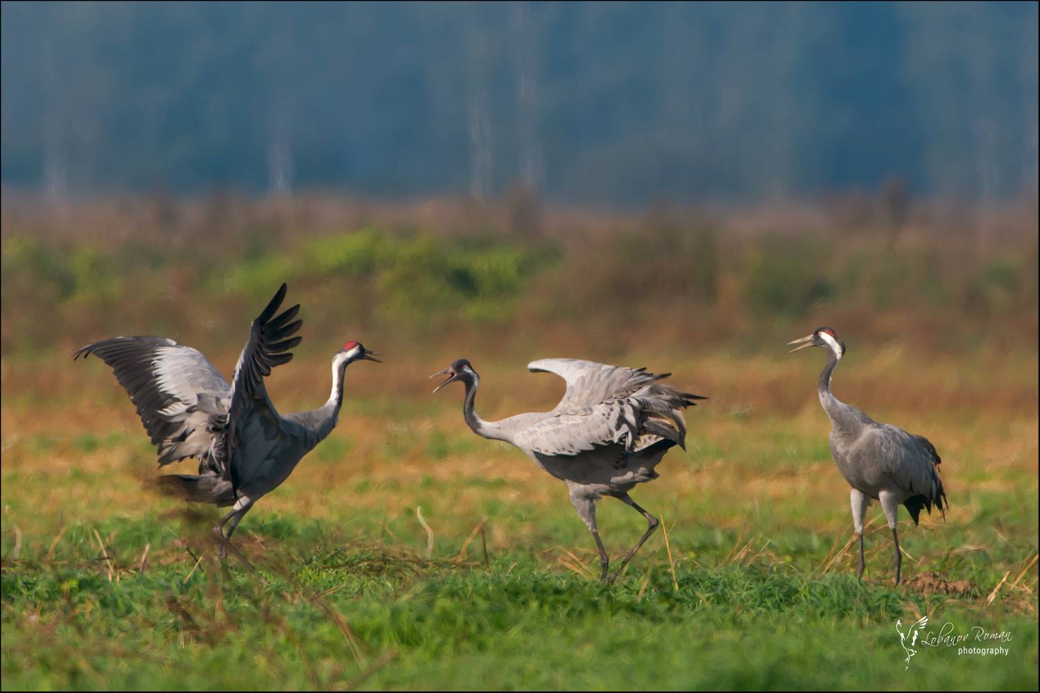 , Лобанов Роман