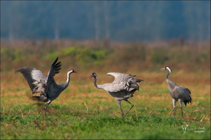 Журавлиная акварель фото превью