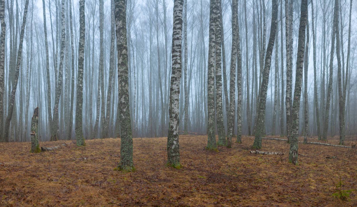 лес, туман, Свистков Александр