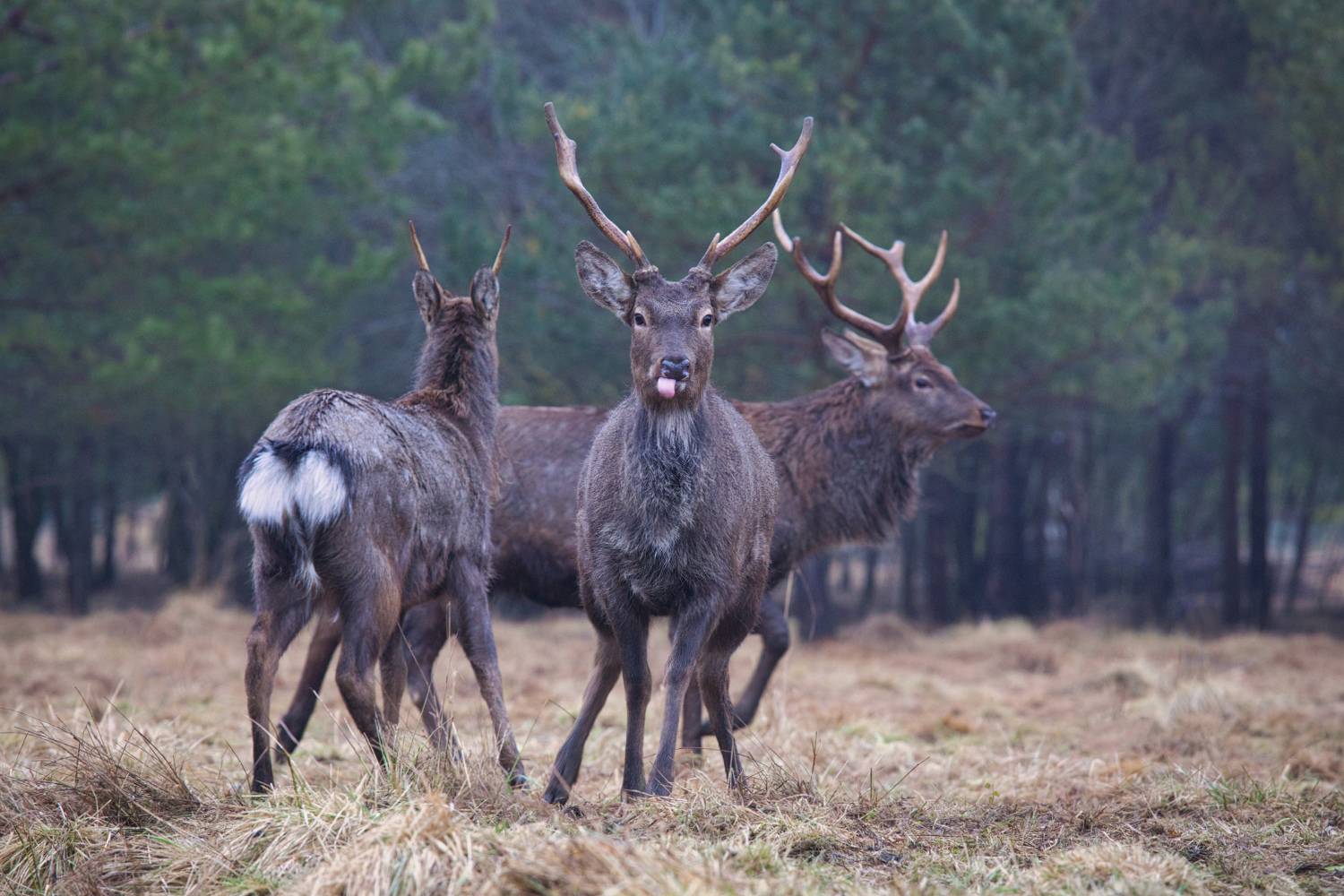 , Аседач Александр