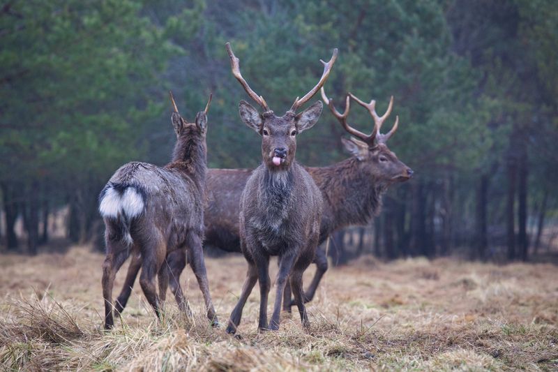 Бе.. фото превью