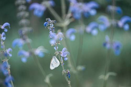 “Мелодия белых крыльев...”