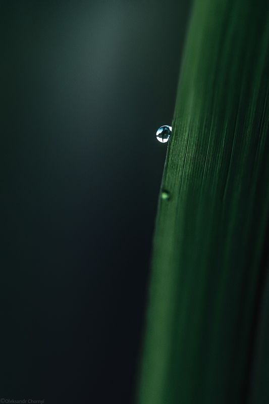 природа, капля, роса, минимализм, макро, макро мир, зеленый, зеленый фон, фотограф чорный, саша чорный, коростышев, украина, \