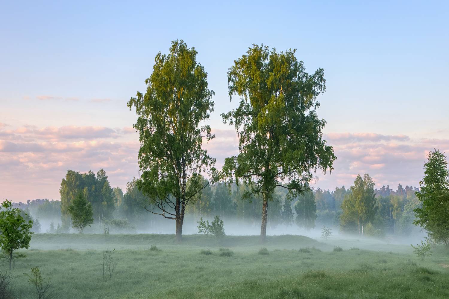 природа пейзаж восход рассвет туман лес березы подмосковье, Юрий Спасенников