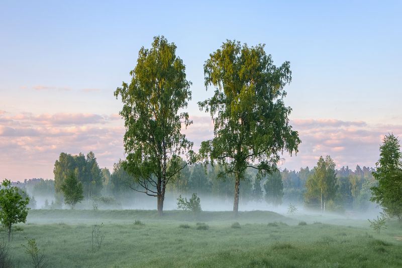 природа пейзаж восход рассвет туман лес березы подмосковье Весенний туман фото превью