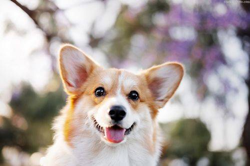 Собака-улыбака