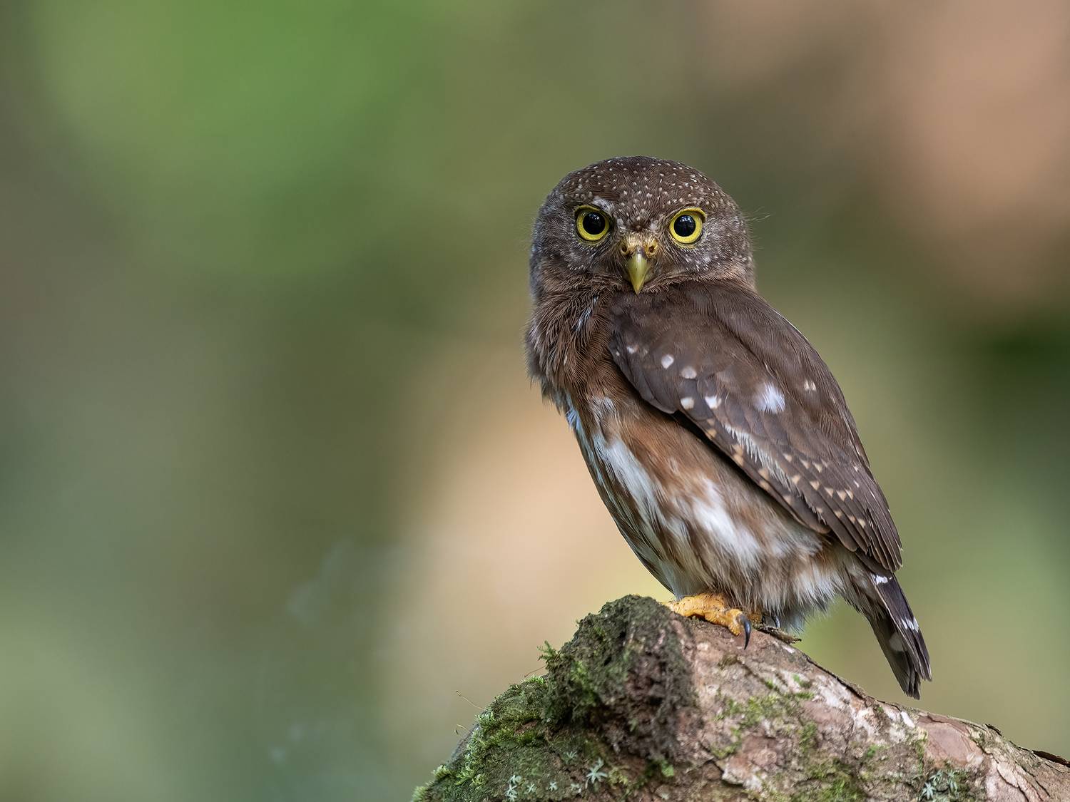 , Fernando Burgalin Sequeira