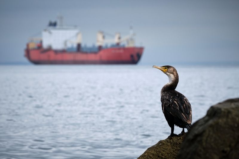 птицы, владивосток Море, птицы, корабли... фото превью