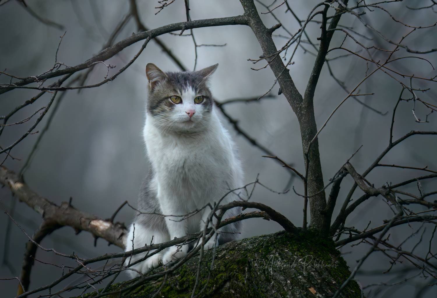 , Плеханов Александр