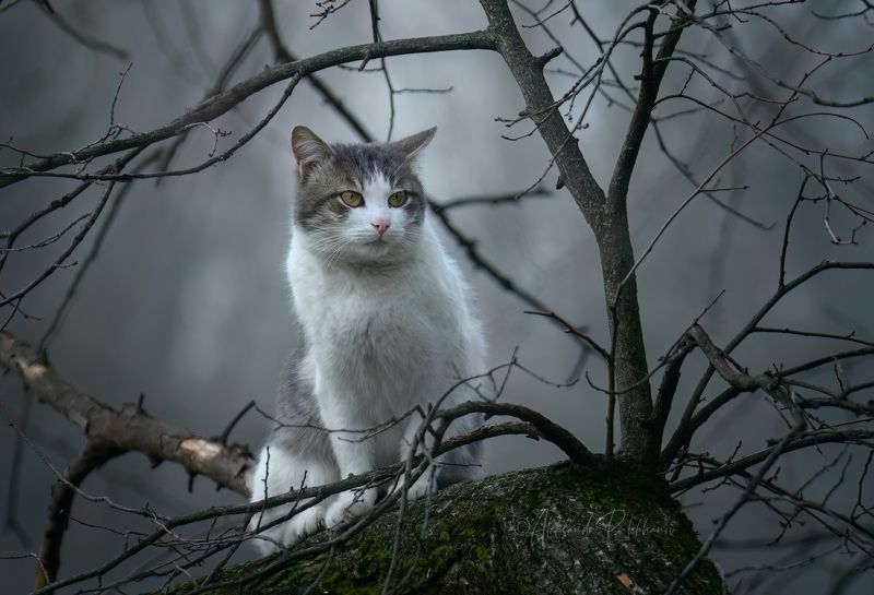Я кот. Гуляю сам по себе и хожу где вздумается фото превью