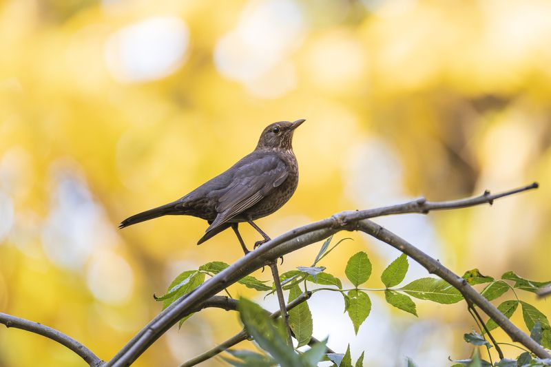 дрозд, черный дрозд, золотая осень, осень, птицы Черный дрозд фото превью