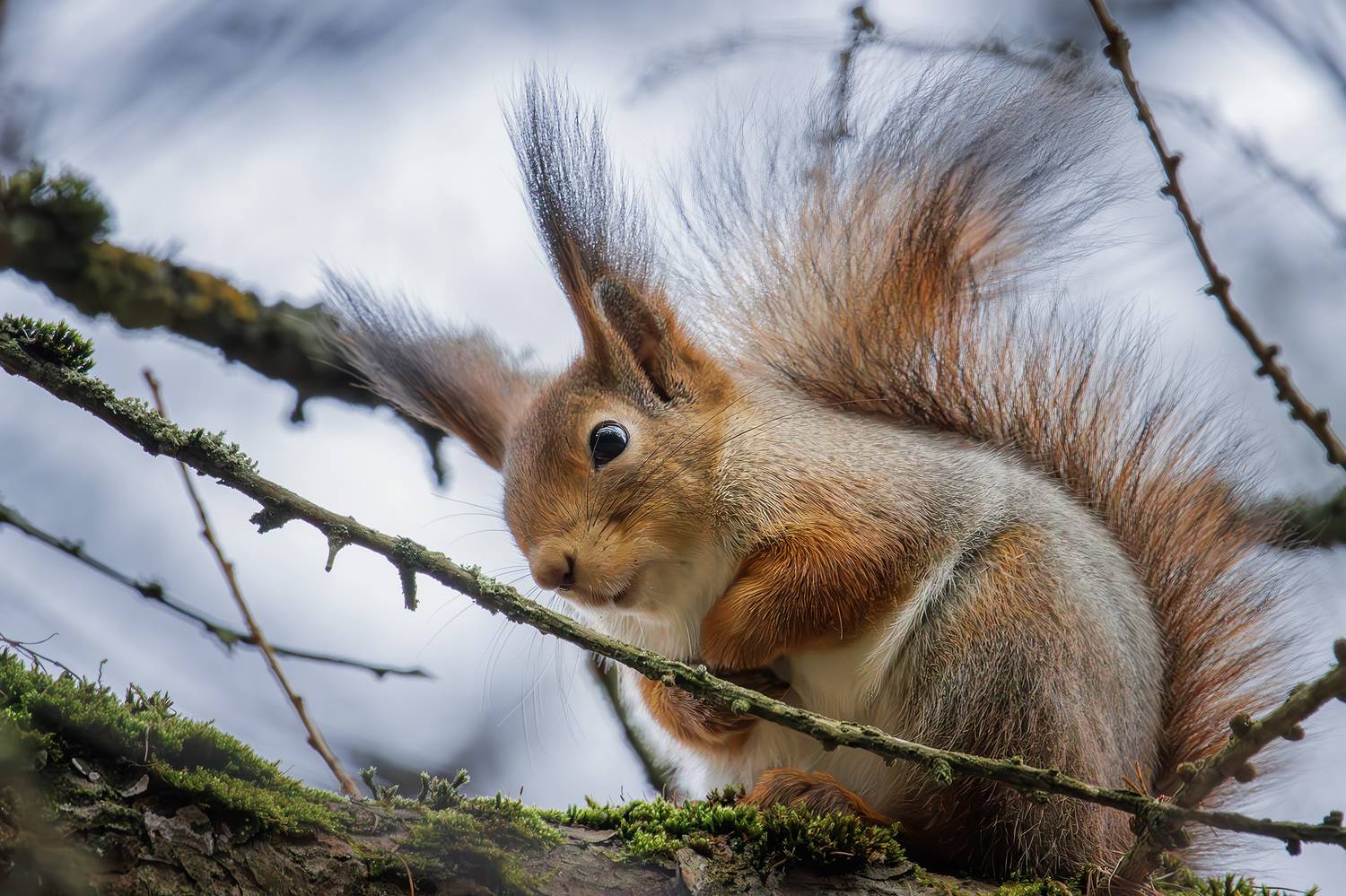 , Морозов Сергей