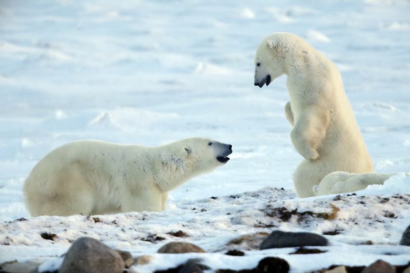 Мишки на Севере фото превью