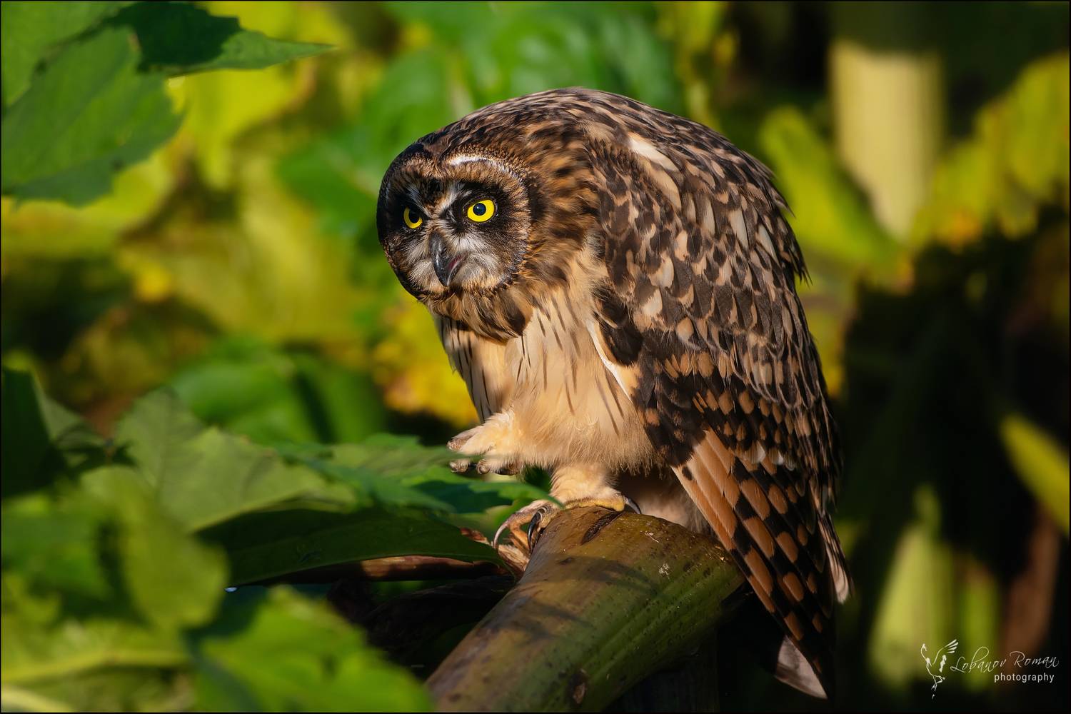 , Лобанов Роман