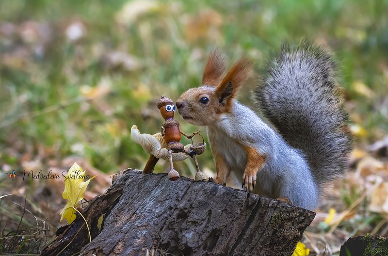 природа, белочка, фотоохота, дикая природа Будни и праздники белочки. фото превью