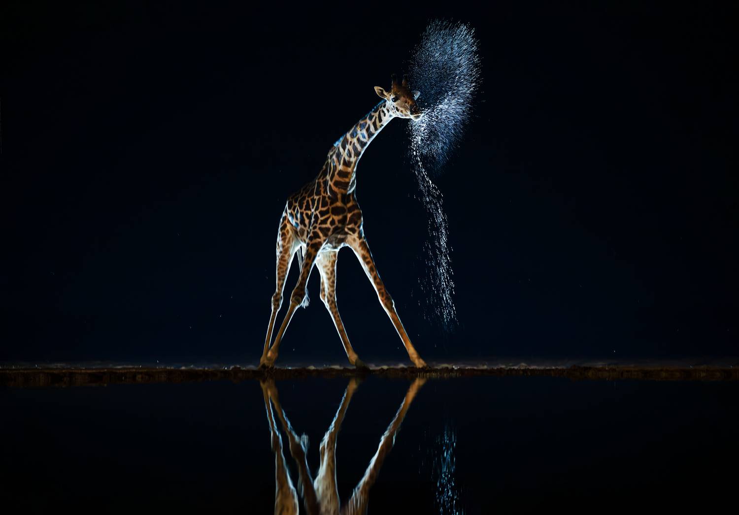 жираф, кения, ночной жираф, Сулоев Алексей