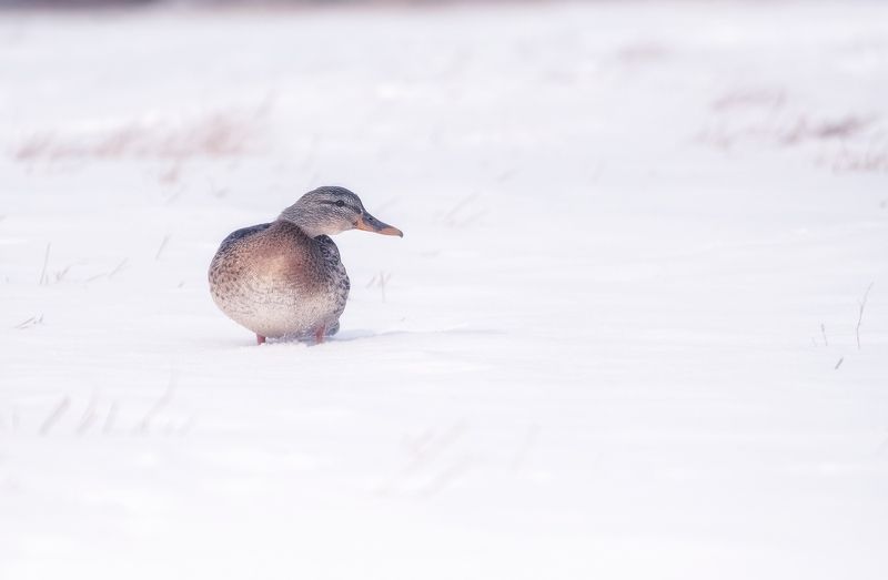 утка, сибирь, мороз, снег Серая Шейка фото превью