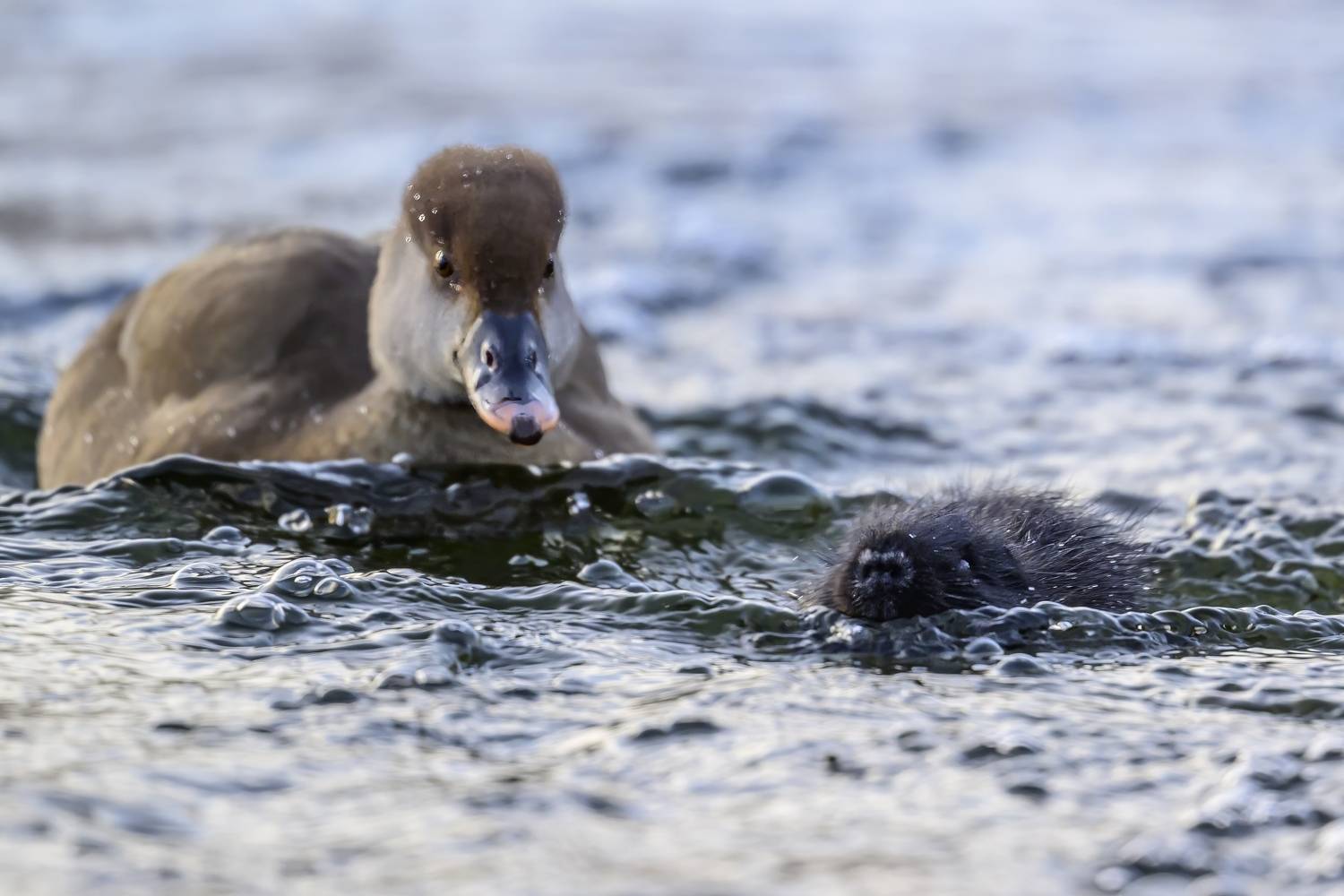 , Пупонин Сергей