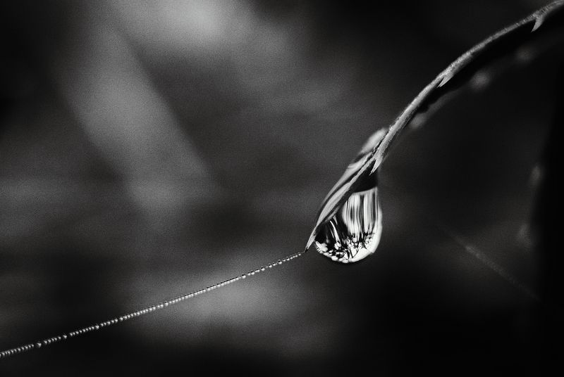 черно-белое, монохром, макро, макро фотография, красота, капли, ягоды, трава, мануальное, винтажная оптика, юпитер-8, керчь, крым, россия Дары атмосферной зимы. фото превью
