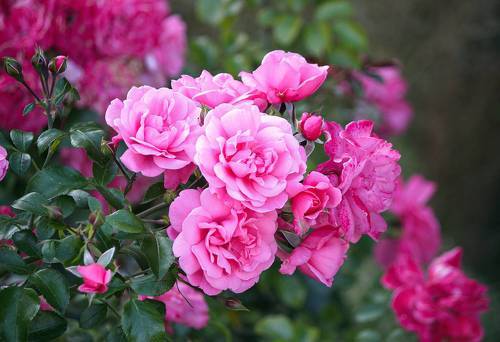 Розовый букет