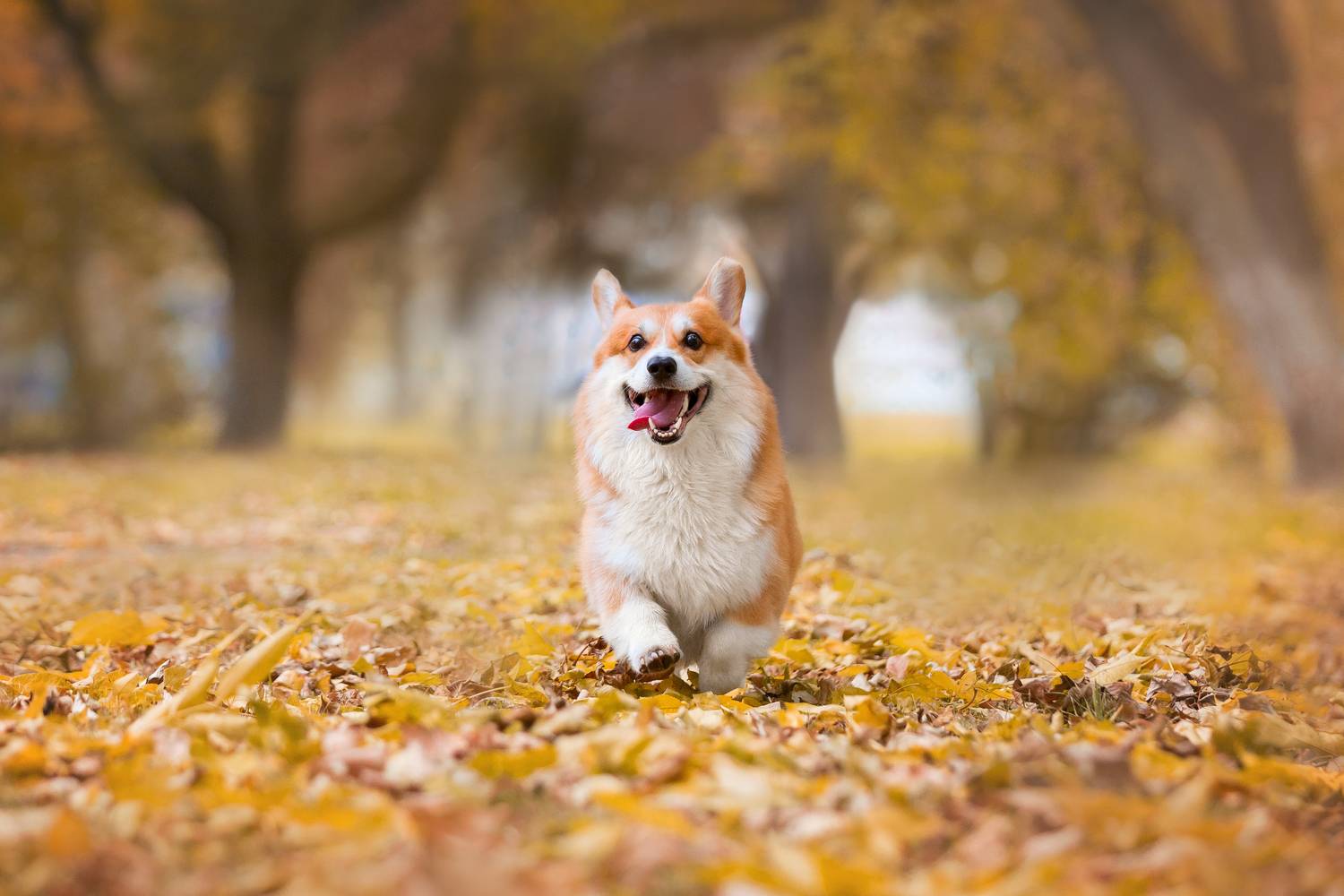 , Наталья Степанова