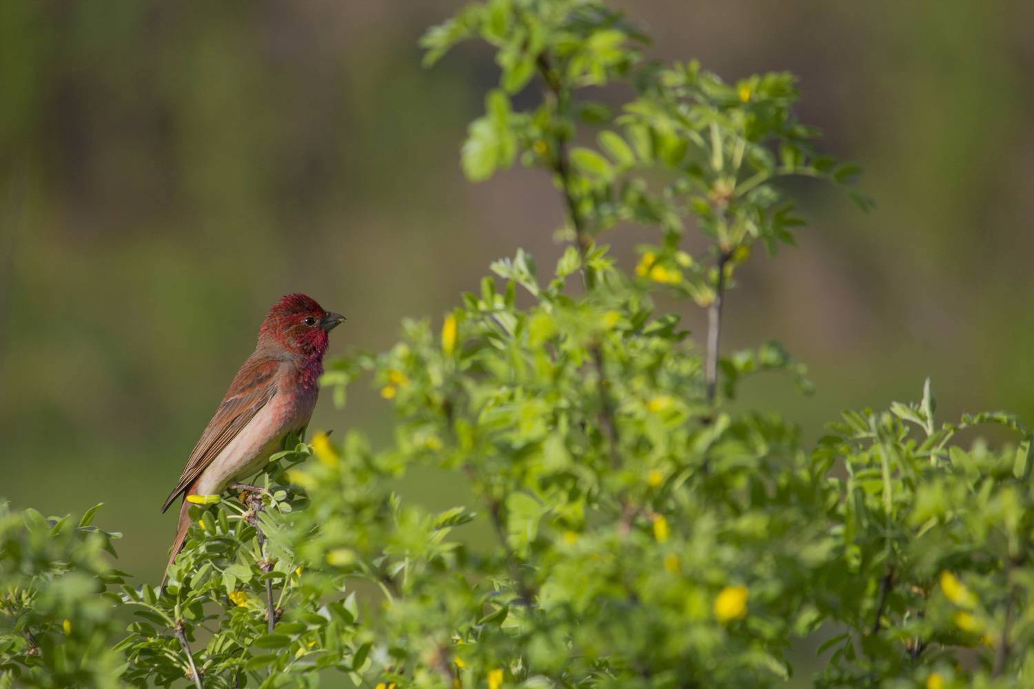 чечевица, чечевица обыкновенная, птица, птицы, лес, лето, новосибирск, Воронов Денис