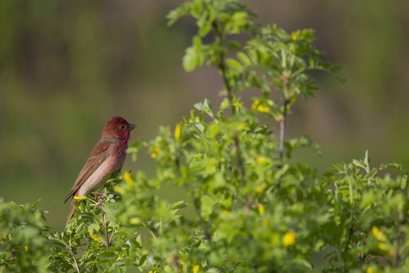 чечевица, чечевица обыкновенная, птица, птицы, лес, лето, новосибирск Чечевица фото превью