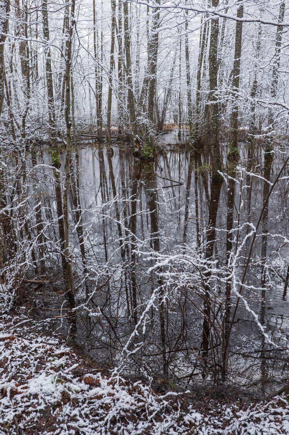 , Гордон Николай
