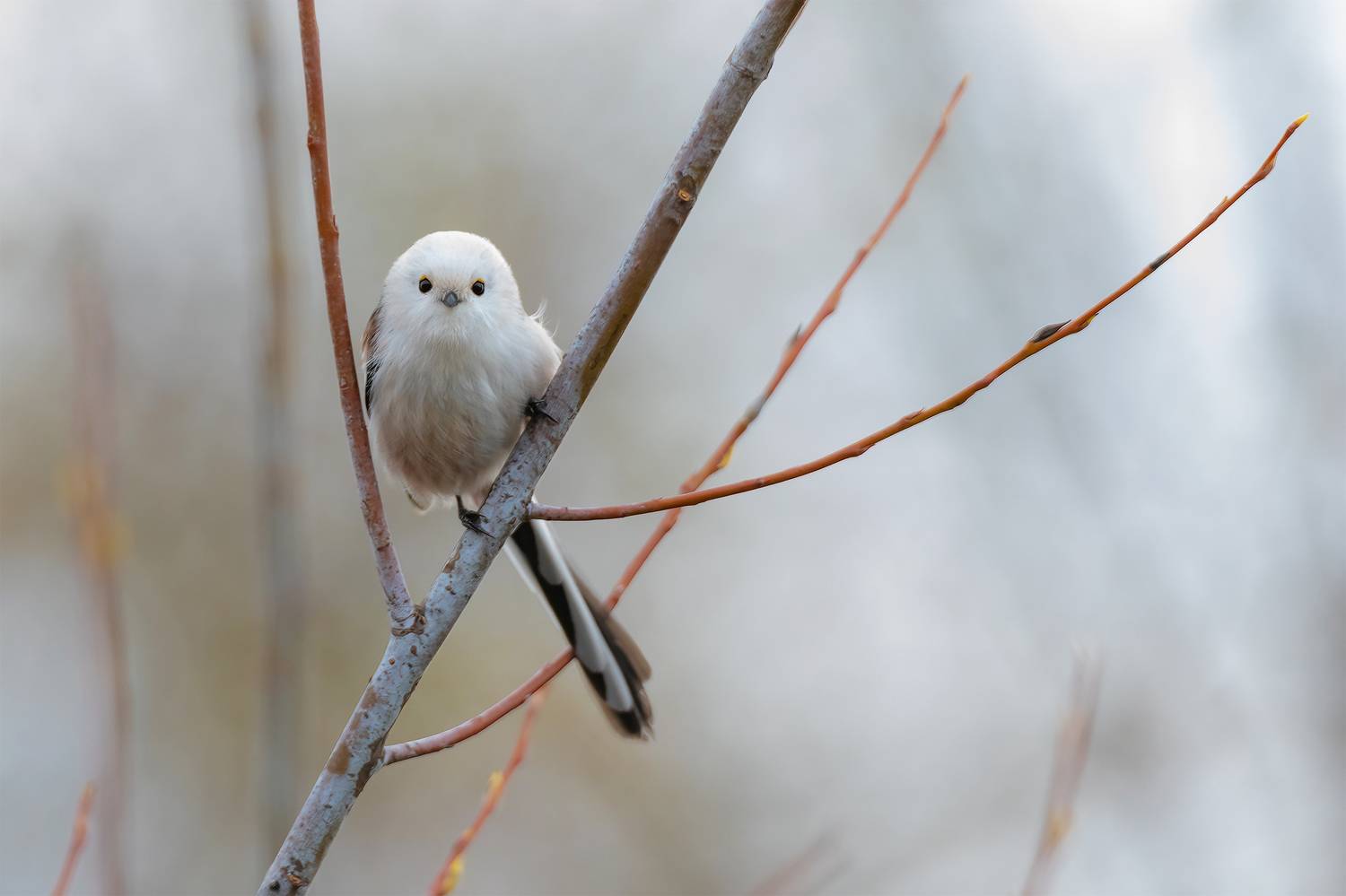 ополовник, длиннохвостая синица, природа, птицы, Ekaterina Romanova
