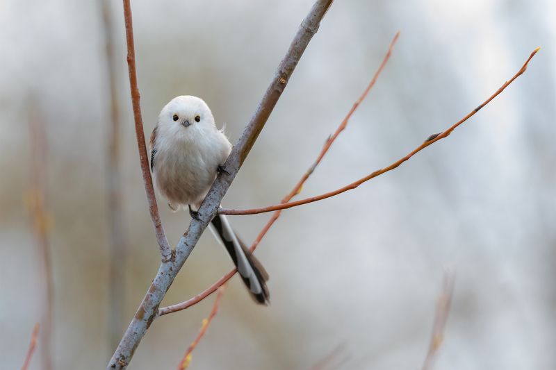 ополовник, длиннохвостая синица, природа, птицы Глаза в глаза фото превью