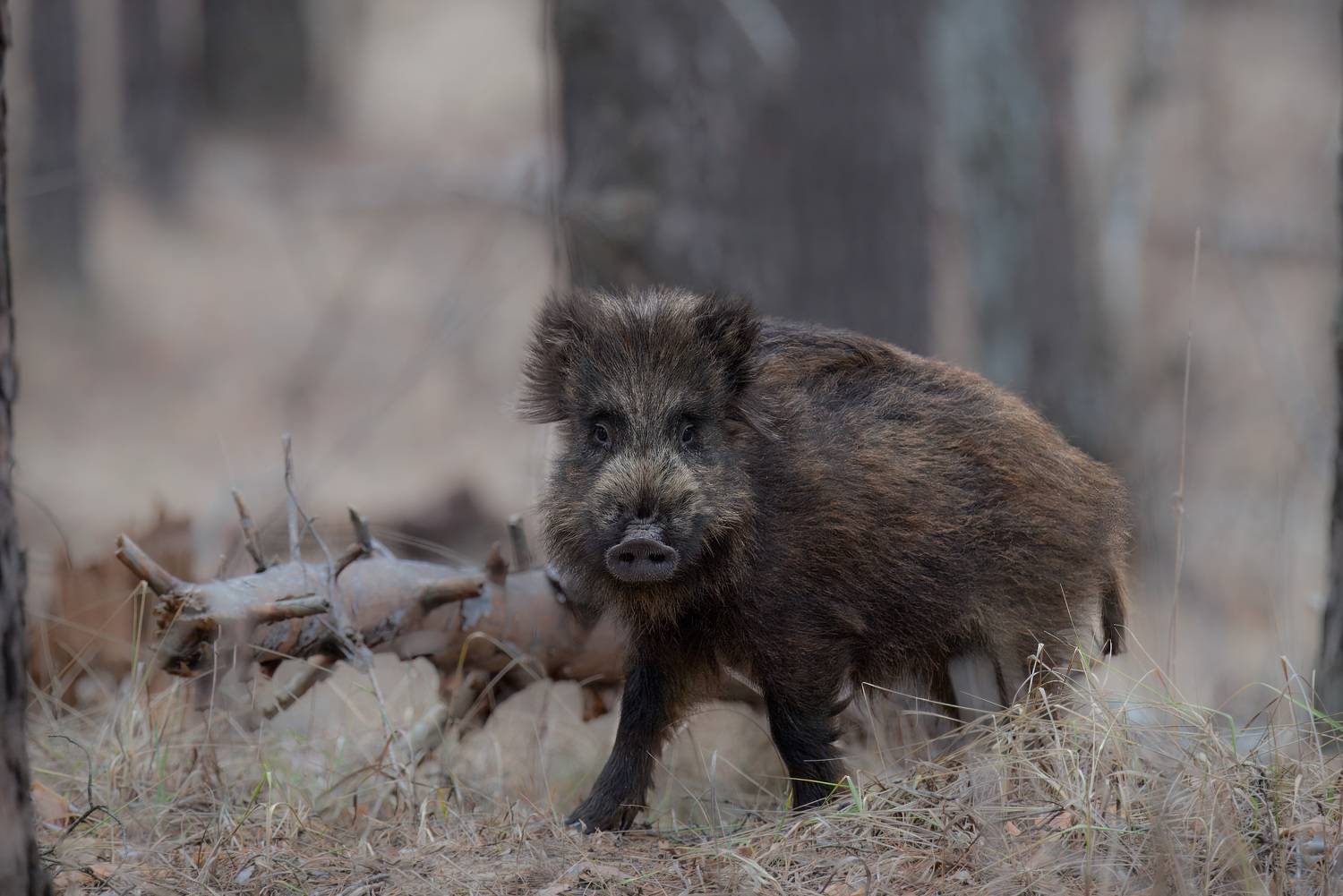 кабан, лес, поход, природа, boar, forest, nature, naturephotografy, nikon, nikonrussia, никон, Сергей Немцев