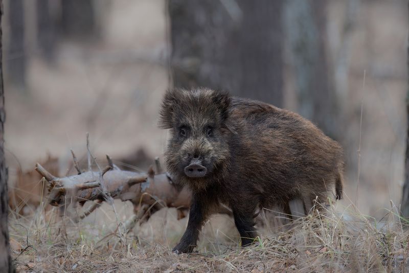 кабан, лес, поход, природа, boar, forest, nature, naturephotografy, nikon, nikonrussia, никон Встреча в лесу фото превью