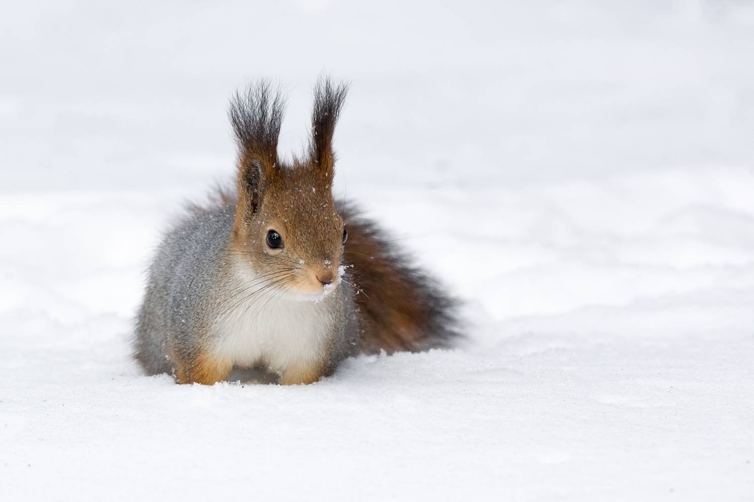 , Корнеев Алексей
