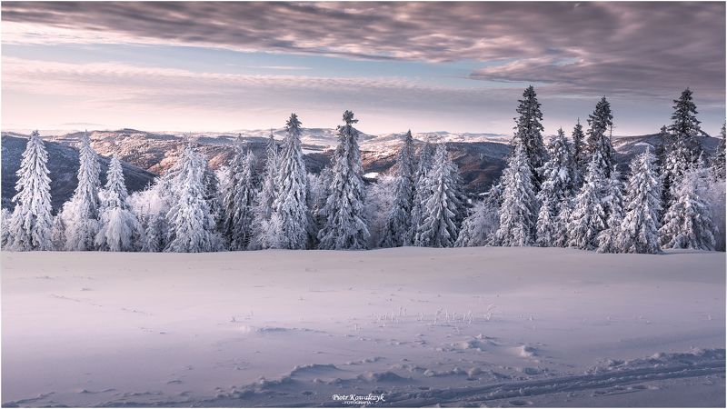 polska, zima, drzewo  фото превью