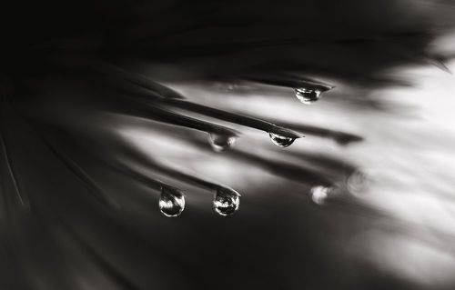 Дары своенравной зимы.