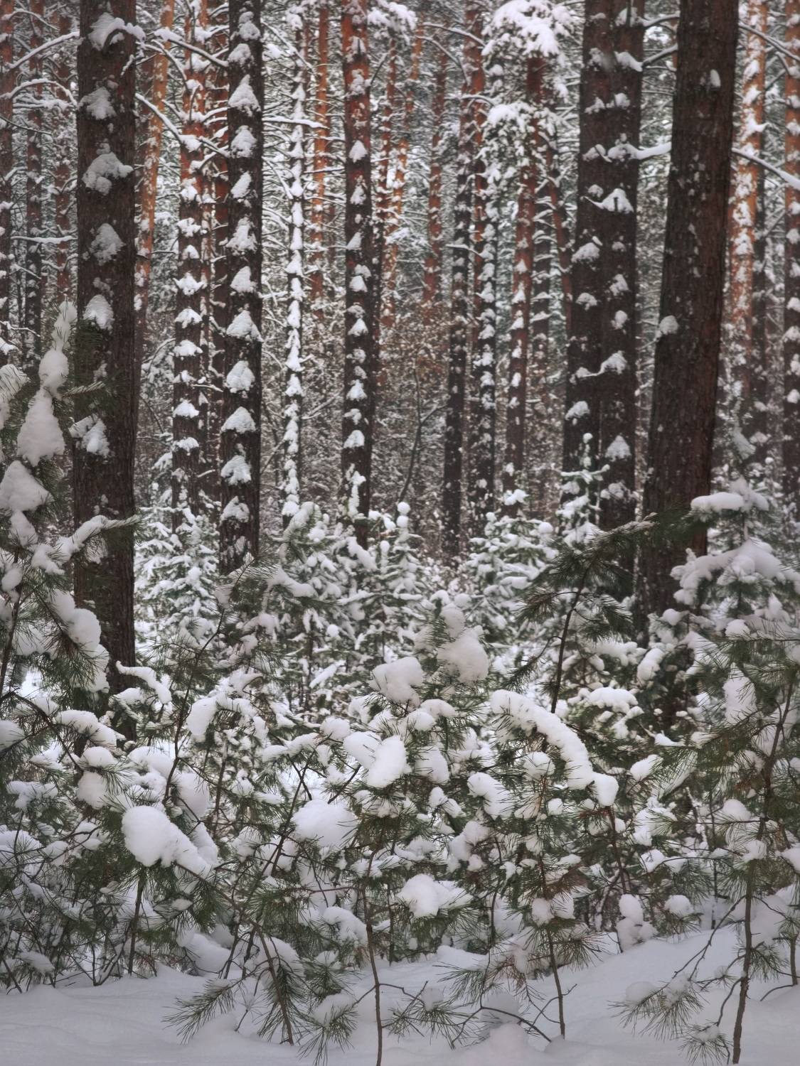 , Кузнецов Дмитрий