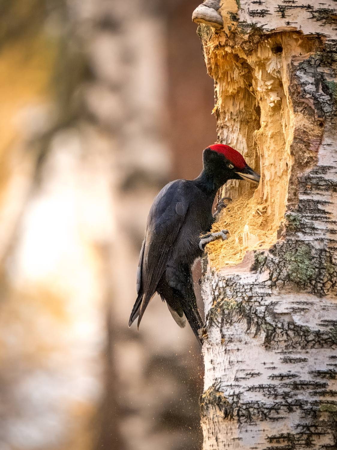 желна, дятел, черный дятел, птицы, Дубровская Екатерина