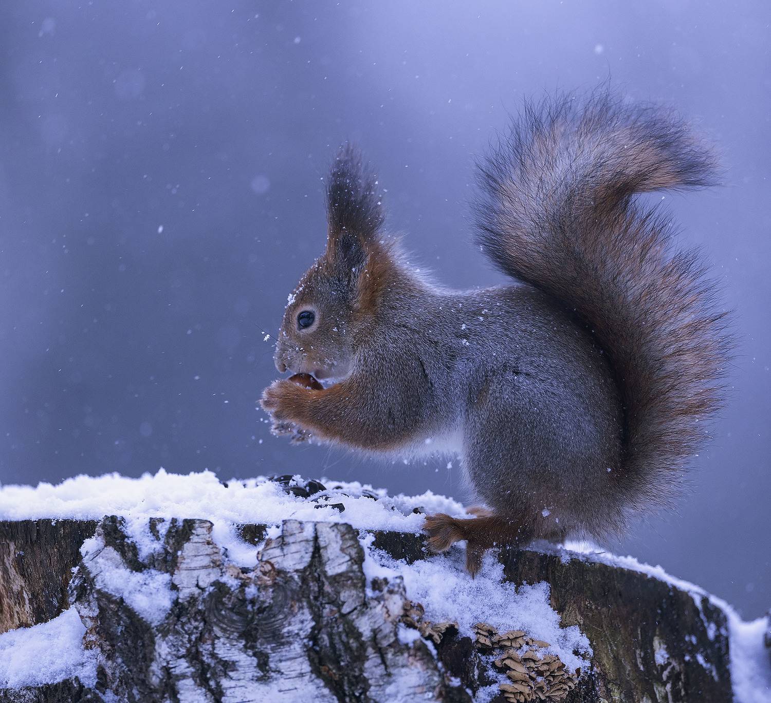 белка,орех,лес,зима,природа, squirrel,nut, beautiful, forest, nature, Стукалова Юлия