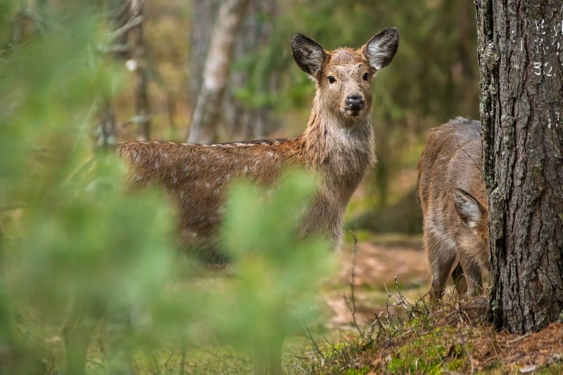 животные, олень, пятнистый олень, природа, дикая природа, canon, wildlife Встреча в лесу фото превью