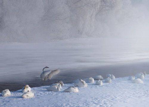 Колыбельная в  тумане