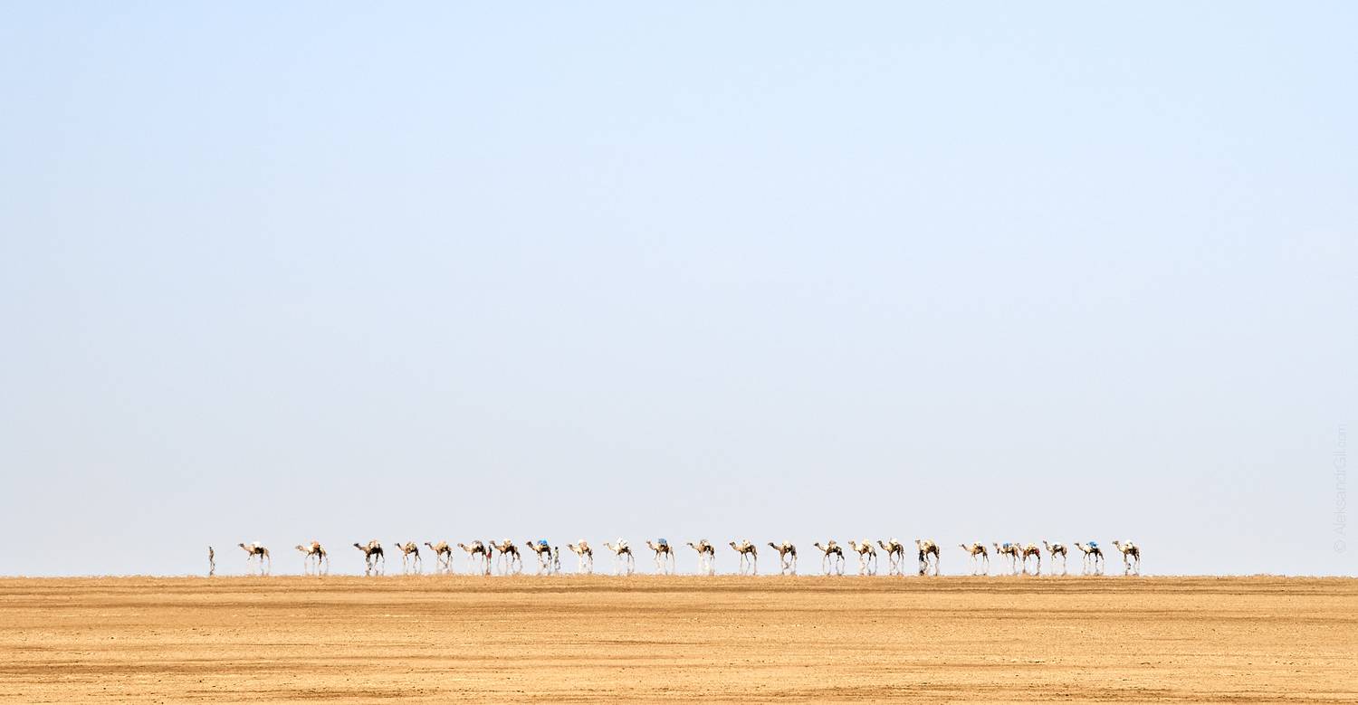 пустыня, эфиопия, африка, верблюд, Александр Гиль