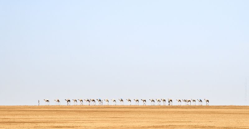 пустыня, эфиопия, африка, верблюд Караван фото превью