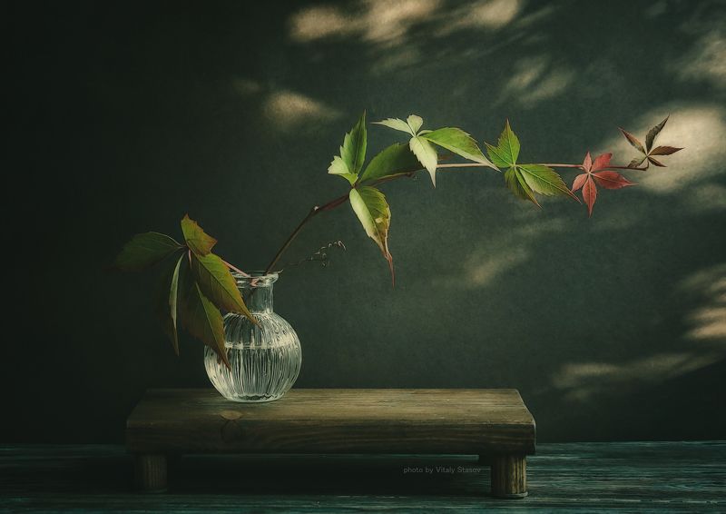 Листья дикого винограда.. фото превью