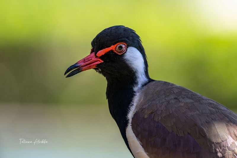 Украшенный чибис (Red-wattled Lapwing) фото превью