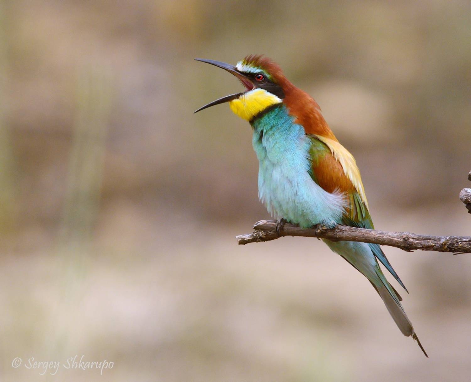 щурка, птицы, Крым, Сергей Шкарупо