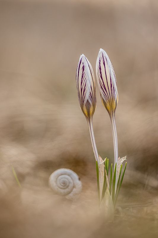 Весна в степи фото превью