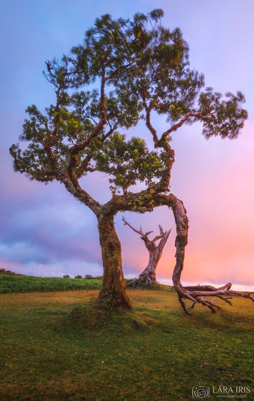 Мадейра фото превью